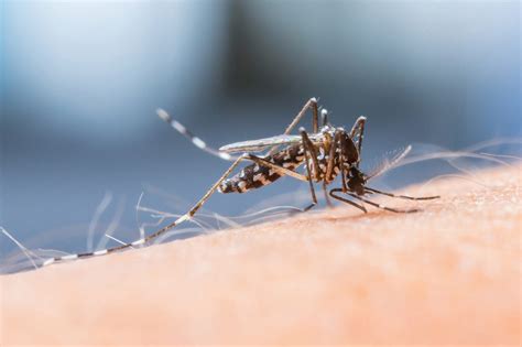 ist dengue fieber tödlich